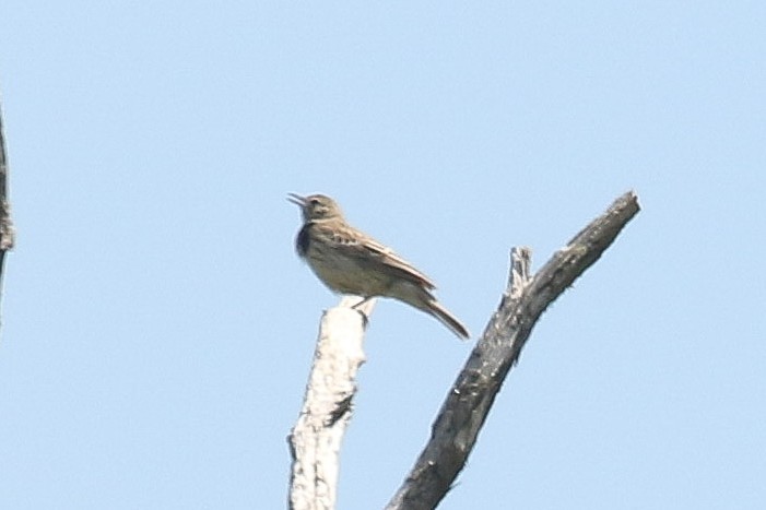 Meadow Pipit - ML644451980