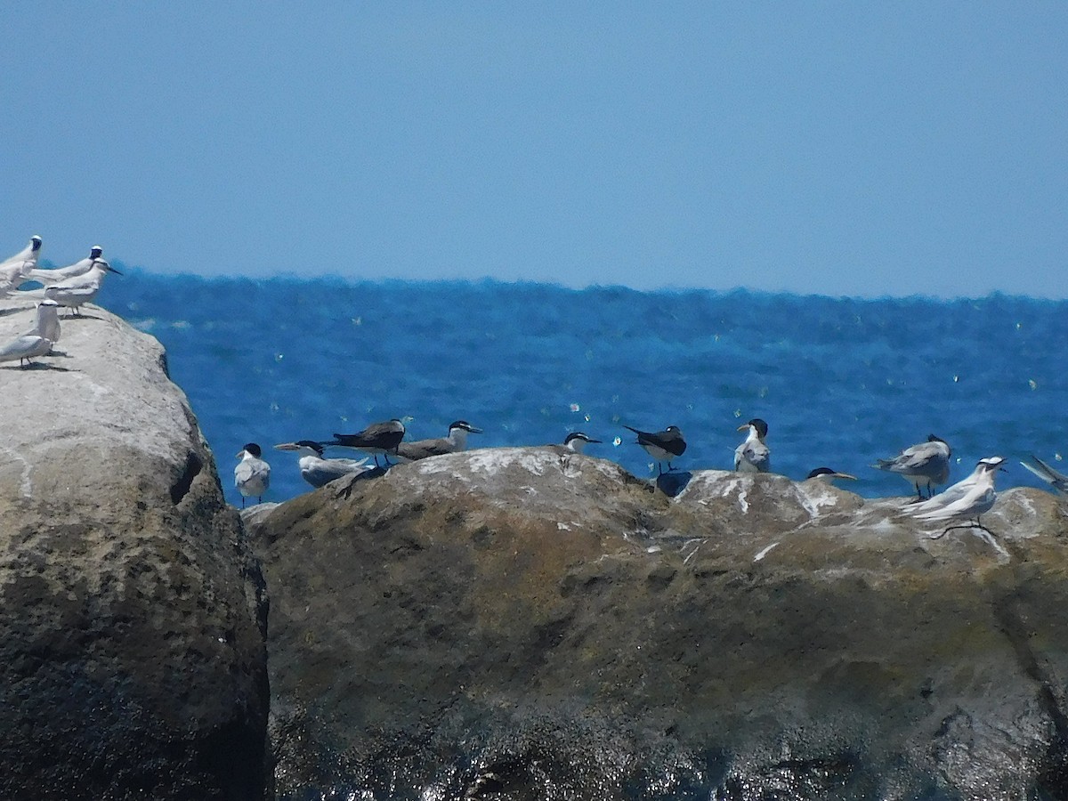 マミジロアジサシ - ML644451983