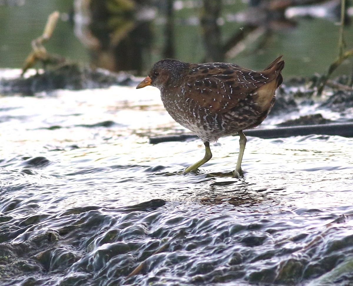Spotted Crake - ML644451990