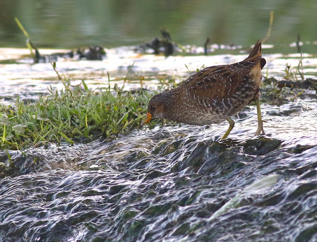 Spotted Crake - ML644451991