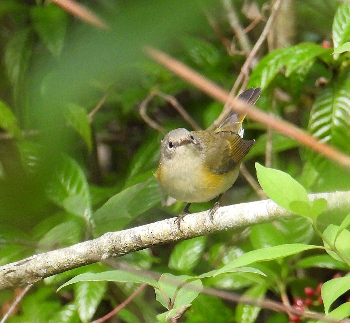 American Redstart - ML644451998