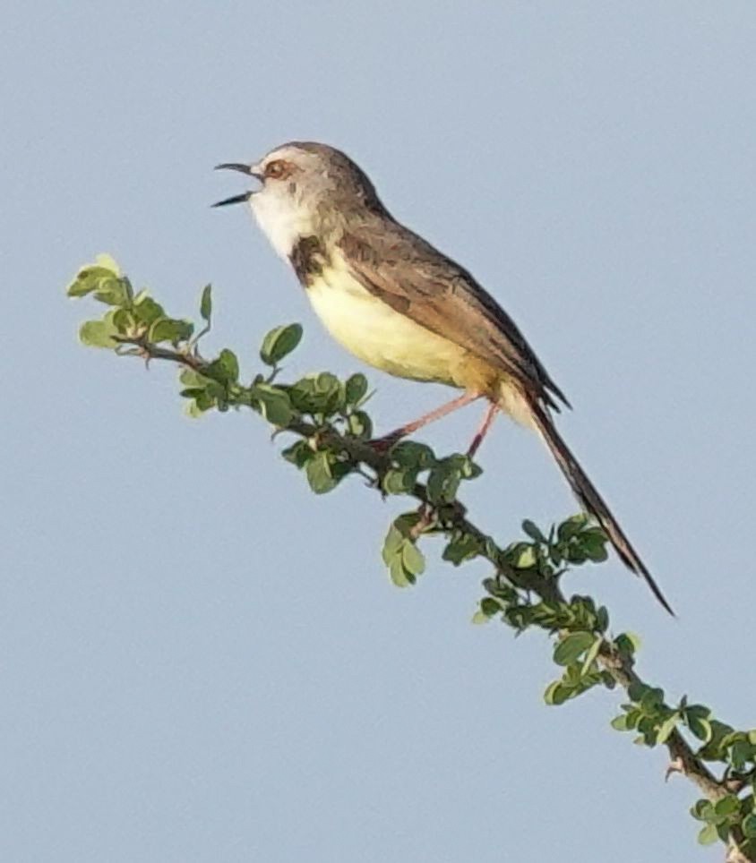 Black-chested Prinia - ML644452000