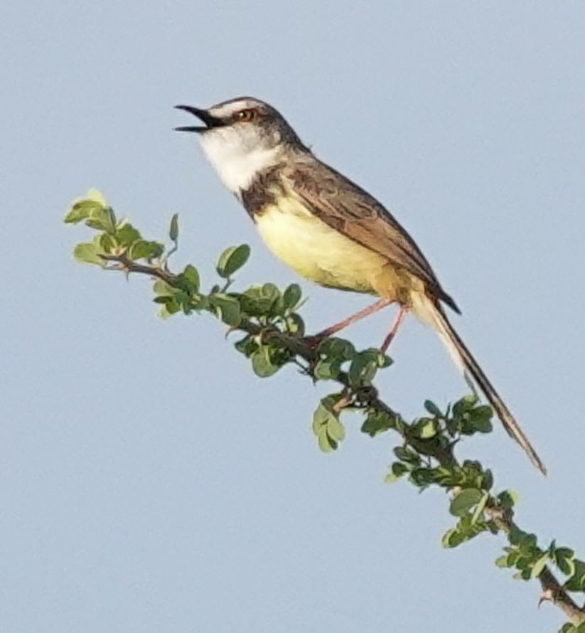 Black-chested Prinia - ML644452001