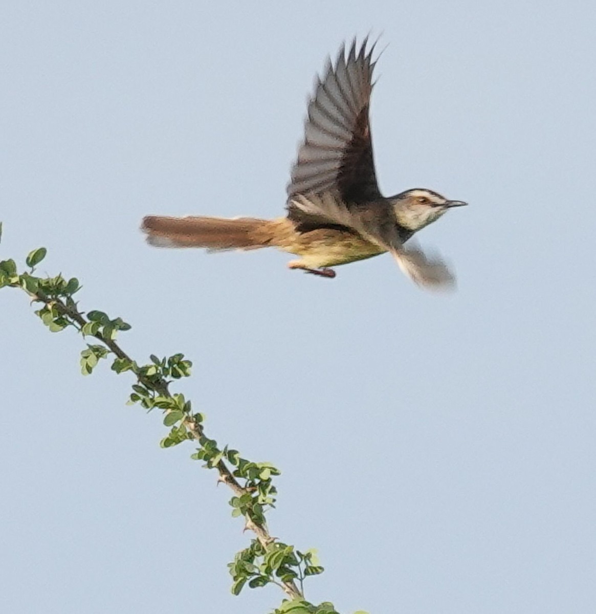 Black-chested Prinia - ML644452002