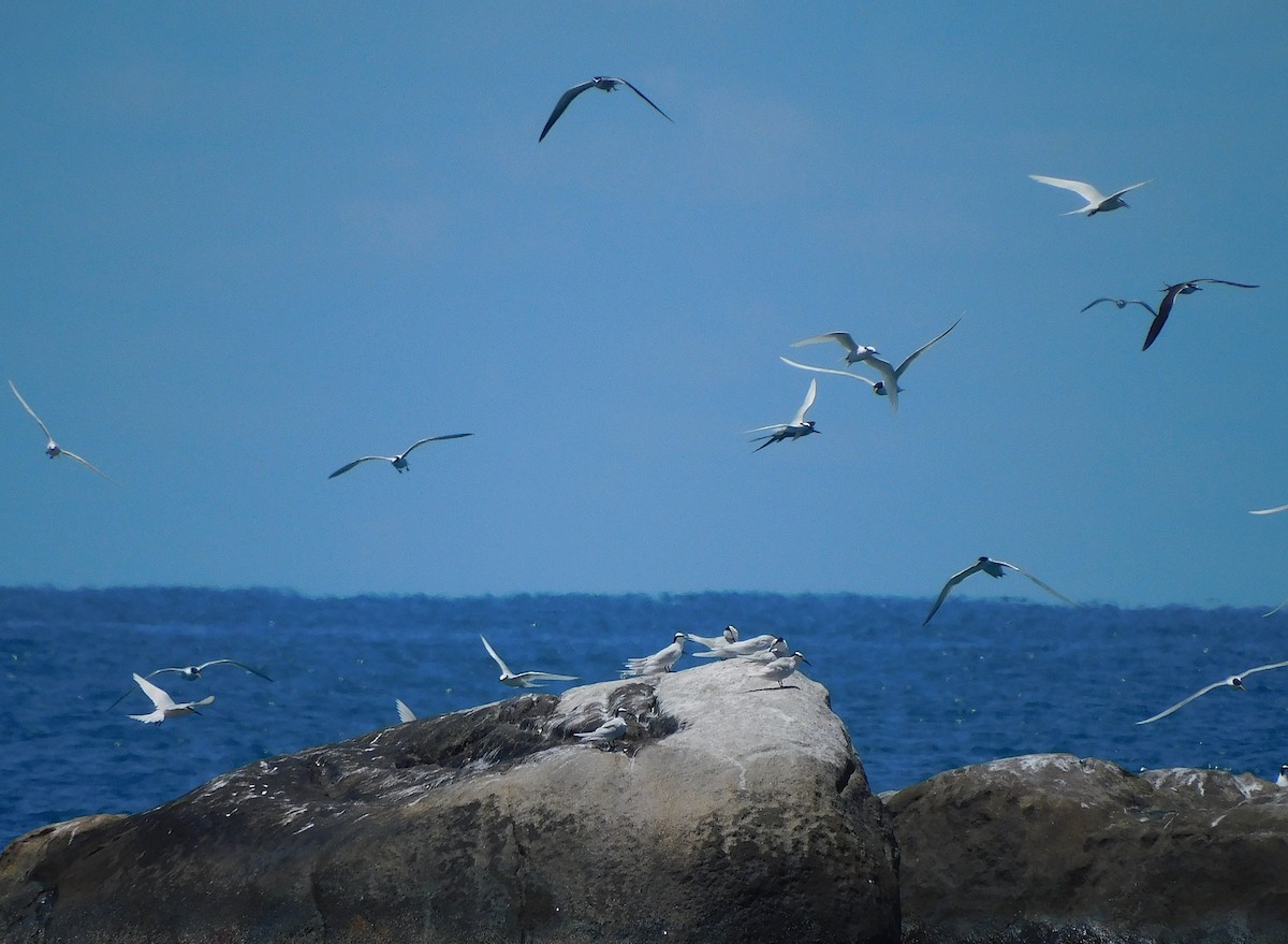 Black-naped Tern - ML644452003
