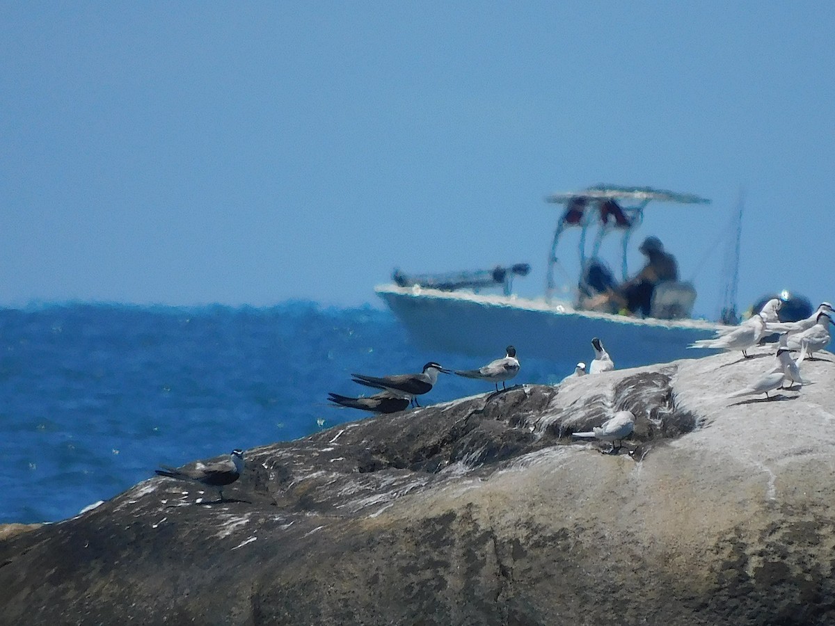 マミジロアジサシ - ML644452007