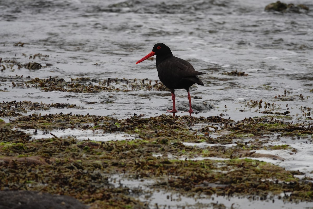 オーストラリアクロミヤコドリ - ML644452014