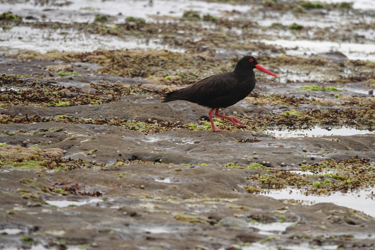 オーストラリアクロミヤコドリ - ML644452015