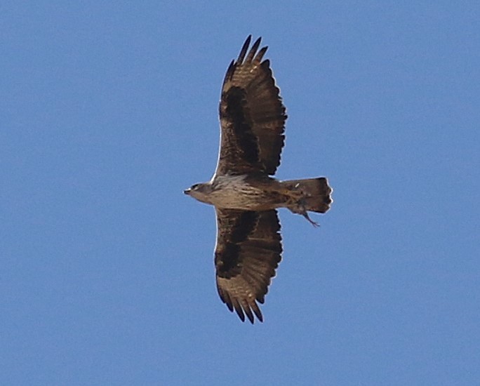 Bonelli's Eagle - ML644452019