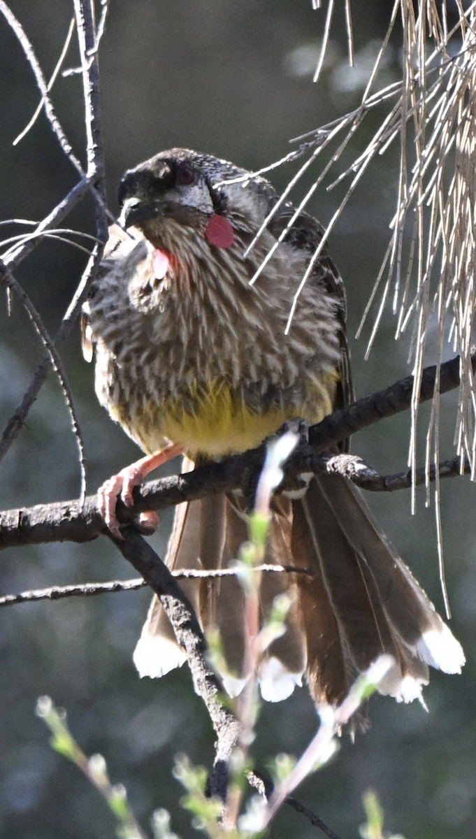 Red Wattlebird - ML644452021