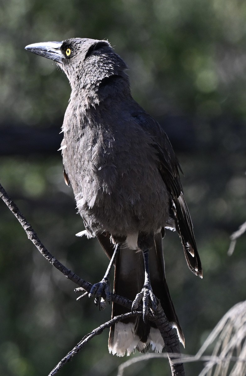 Gray Currawong - ML644452024