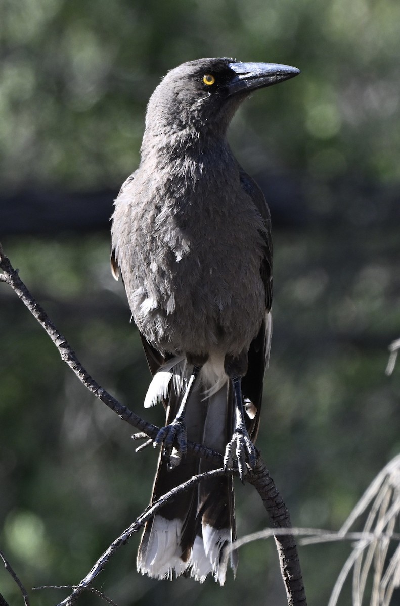 Gray Currawong - ML644452025