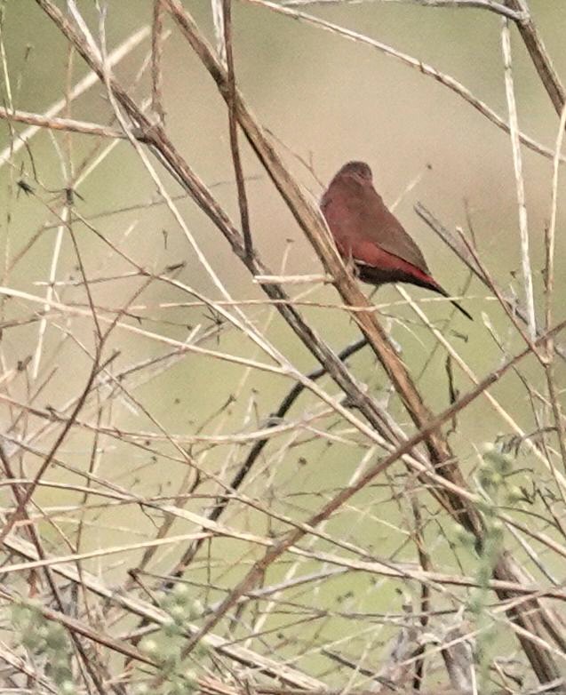 Rosenamarant - ML644452046