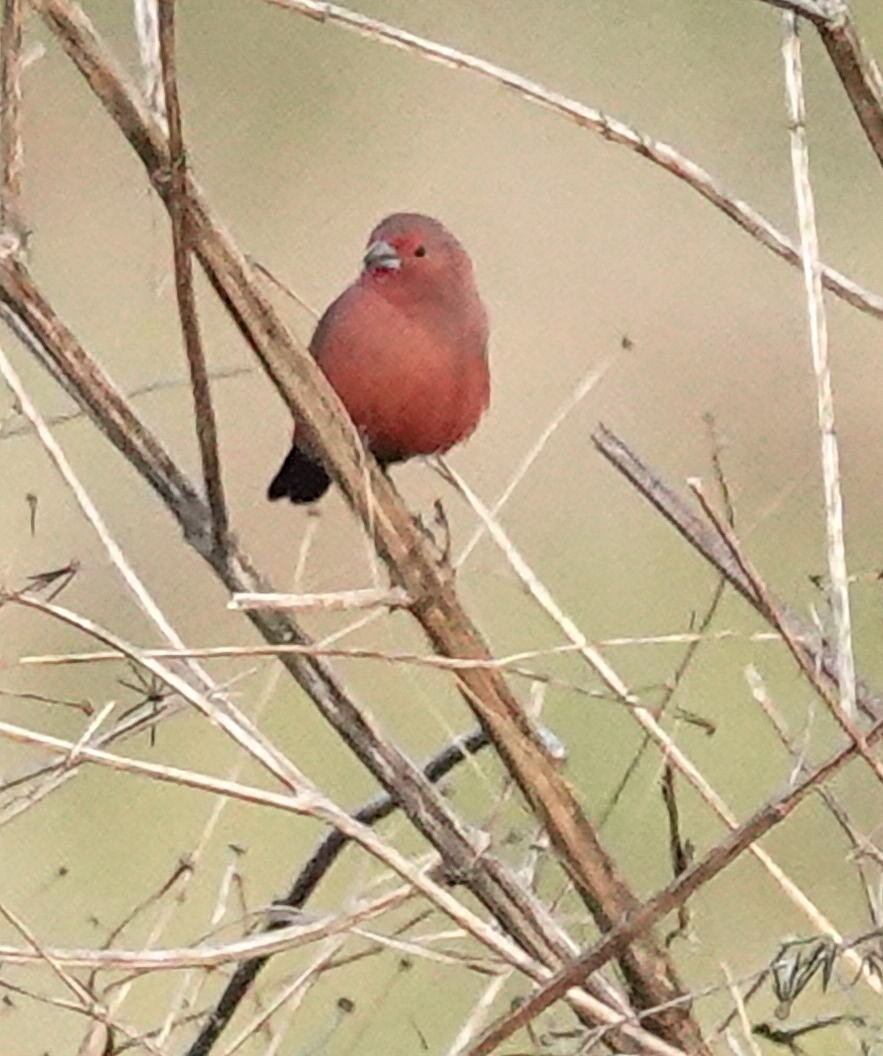 Rosenamarant - ML644452047