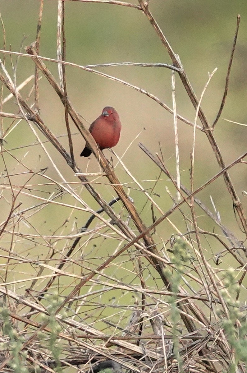 Rosenamarant - ML644452048