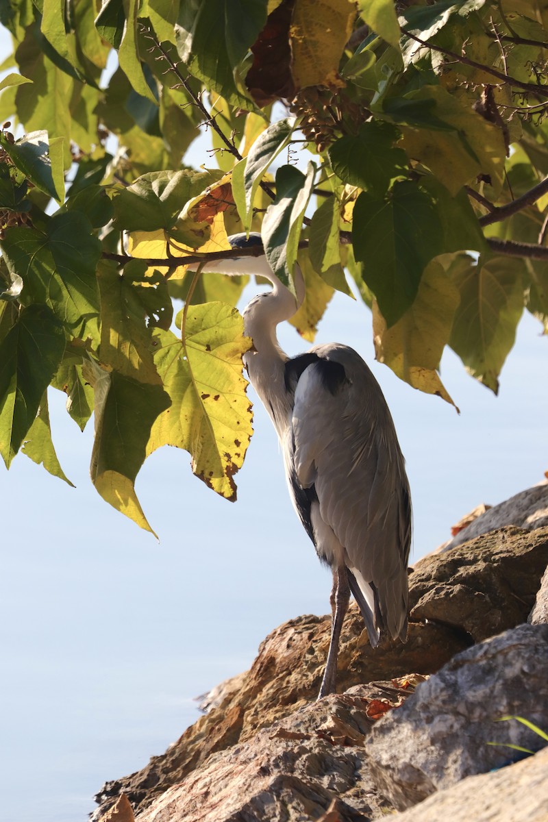 Хөх дэглий - ML644452056