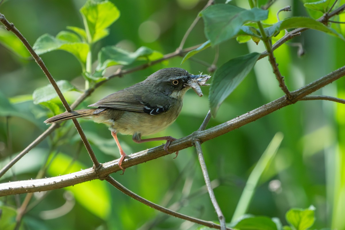 White-browed Scrubwren - ML644452058