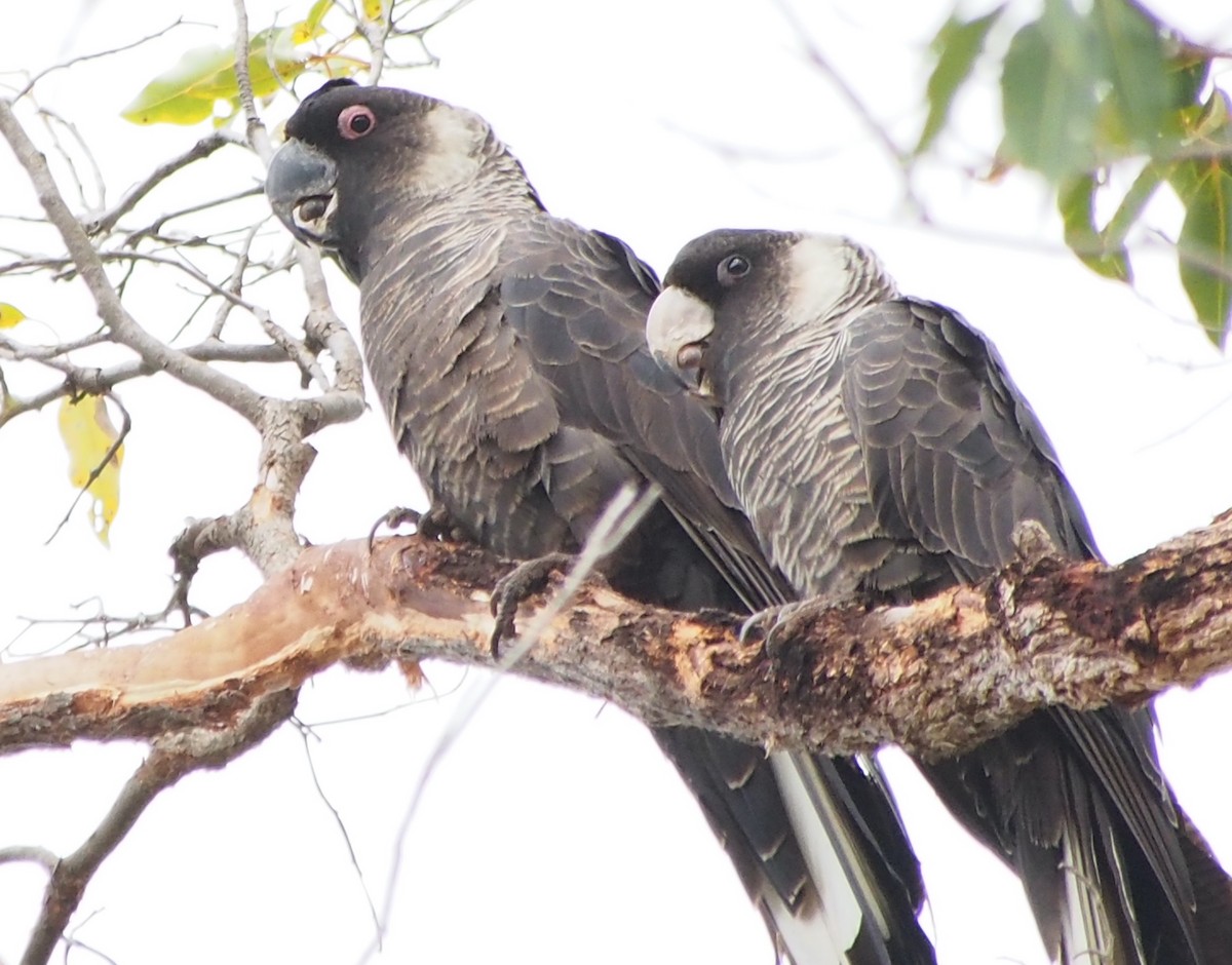 Baudin's Black-Cockatoo - ML644452059