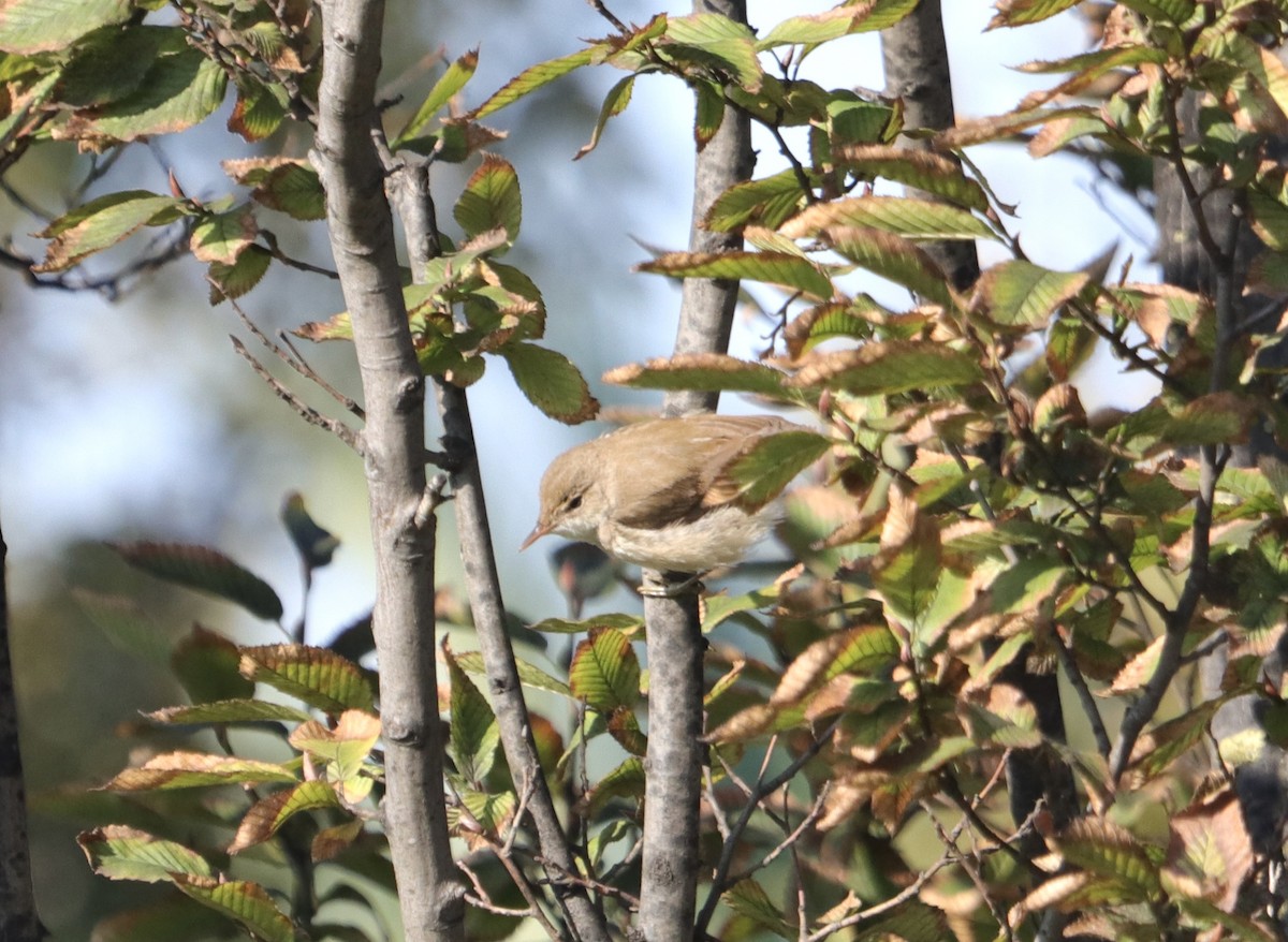 Common Reed Warbler - ML644452060