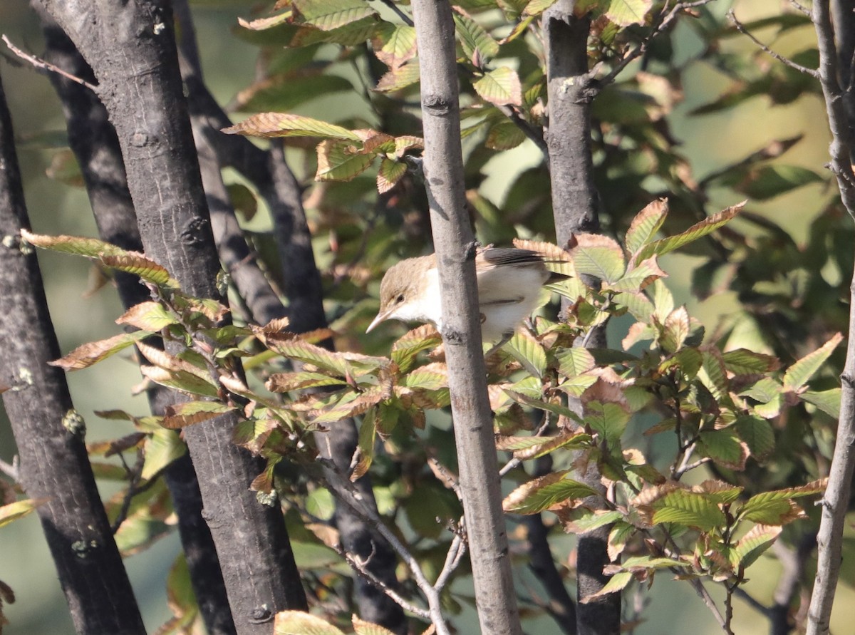 Common Reed Warbler - ML644452061