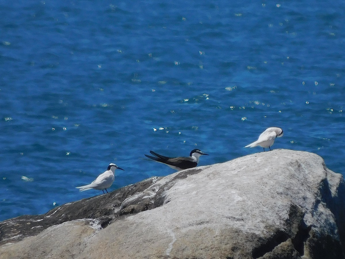 マミジロアジサシ - ML644452064