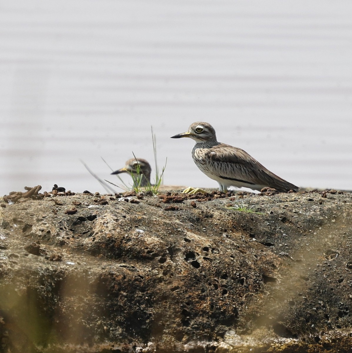 コイシチドリ - ML644452065