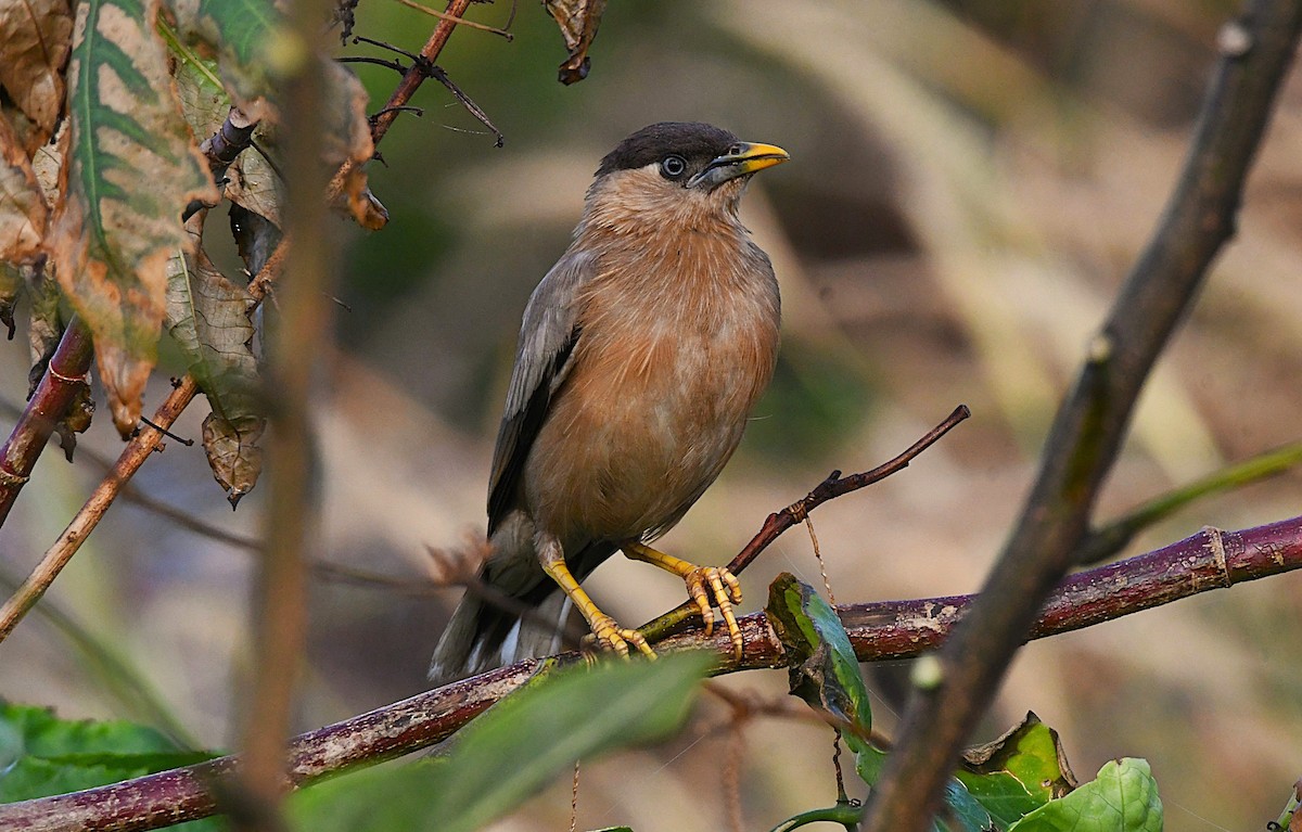 Brahminy Starling - ML644452080