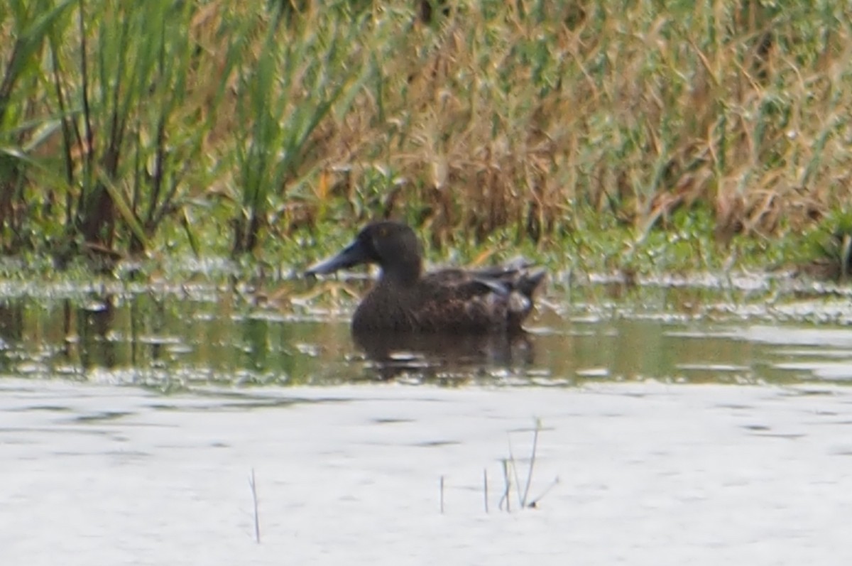 Австралийская широконоска - ML644452097