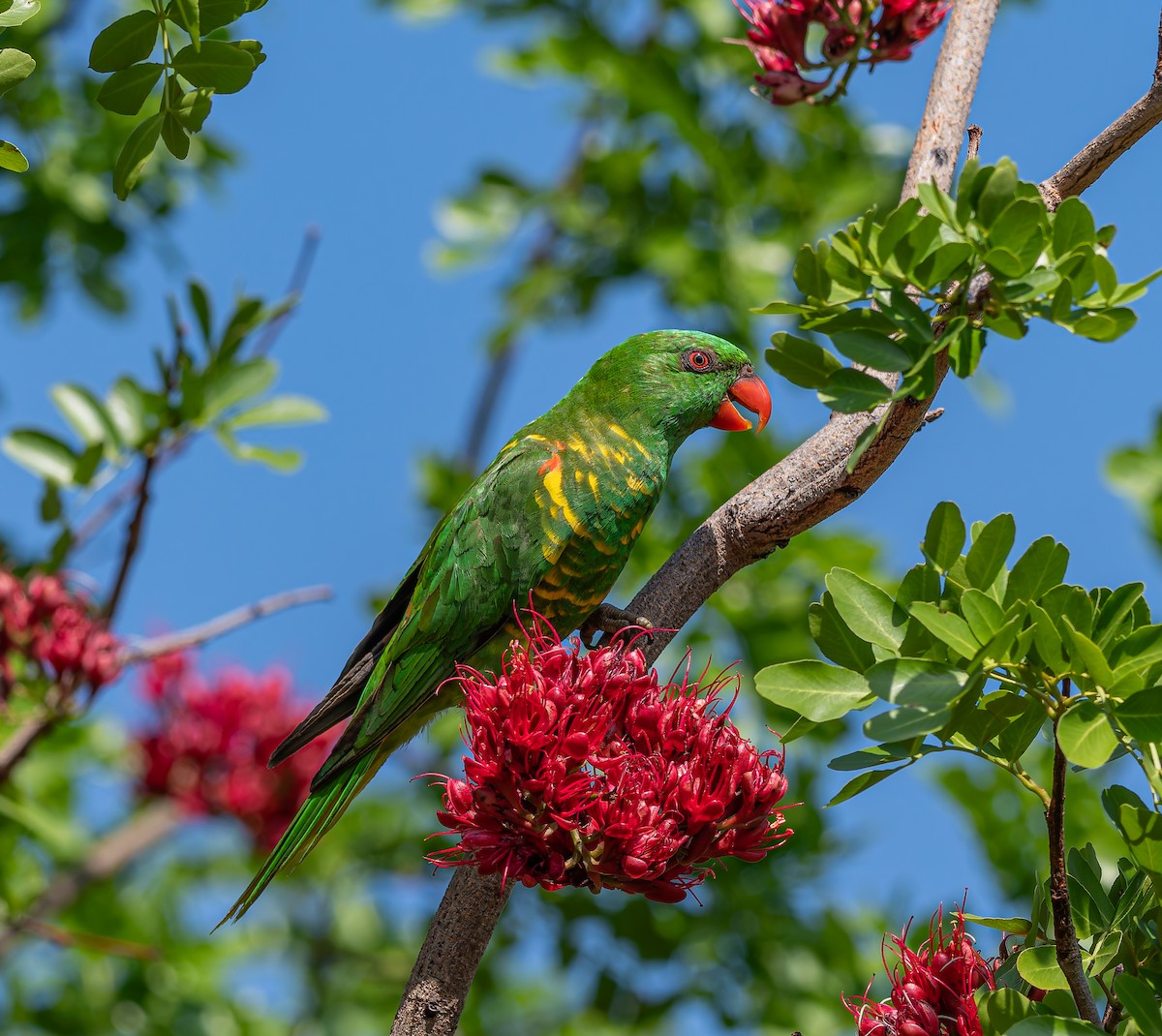 Scaly-breasted Lorikeet - ML644452129