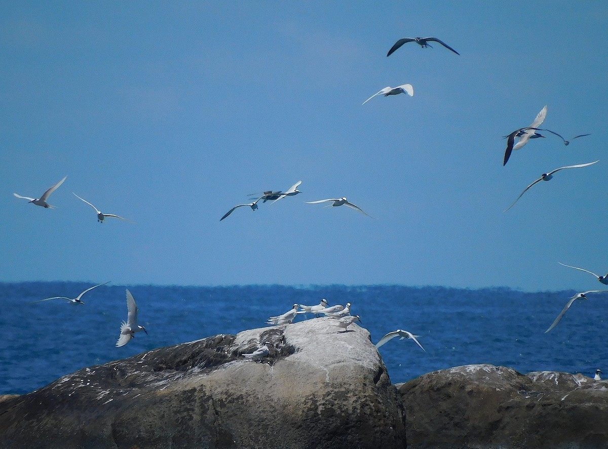 Black-naped Tern - ML644452135