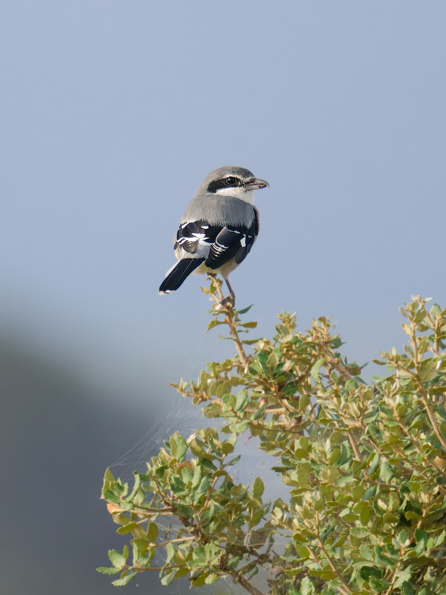 Iberian Gray Shrike - ML644452136