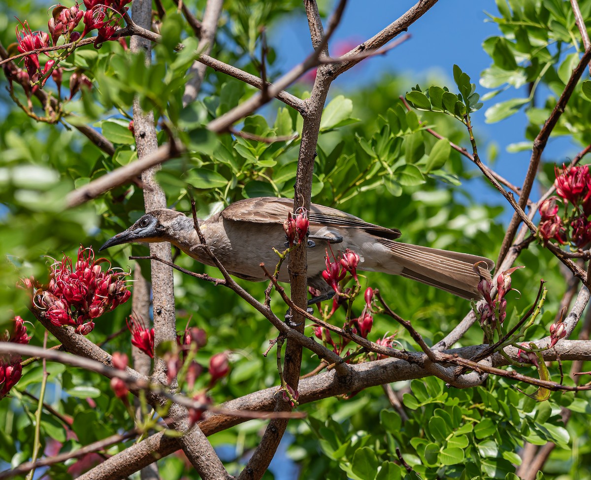 Little Friarbird - ML644452138