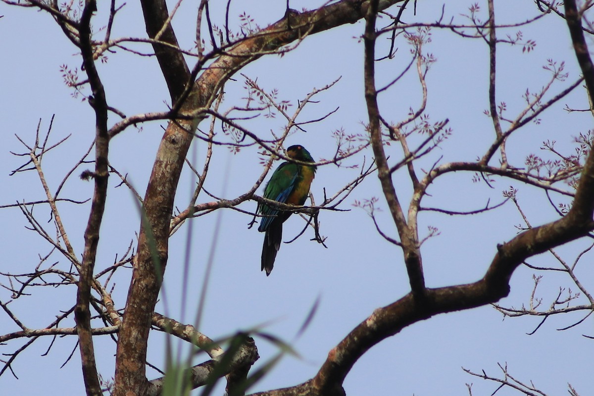 Maskeli Papağan - ML644452141