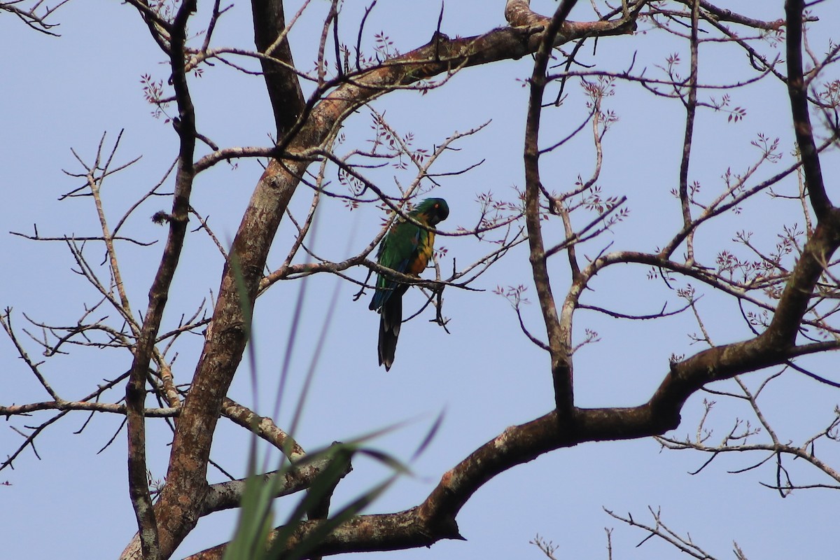 Maskeli Papağan - ML644452142