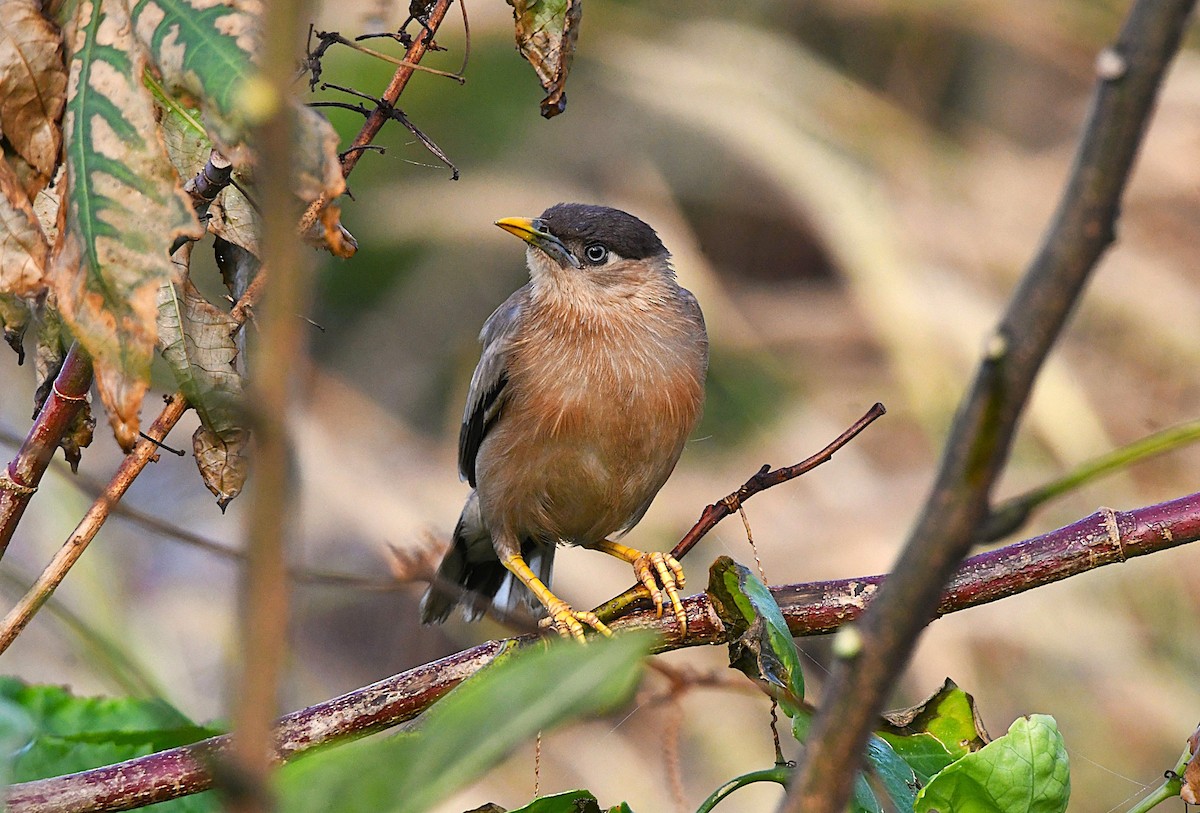 Brahminy Starling - ML644452145