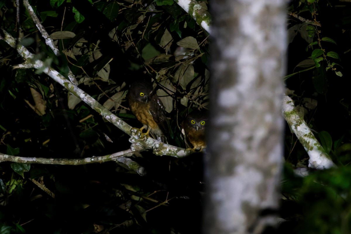 Ochre-bellied Boobook - ML644452156