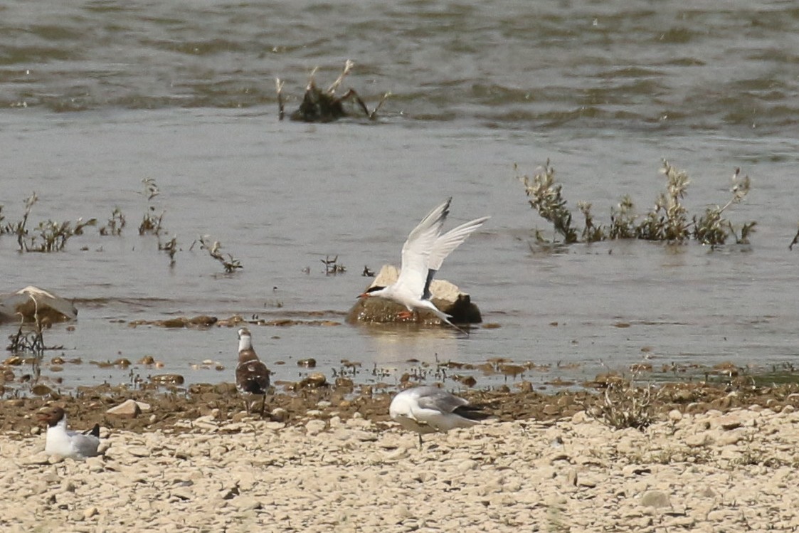 Эгэл хараалай - ML644452157