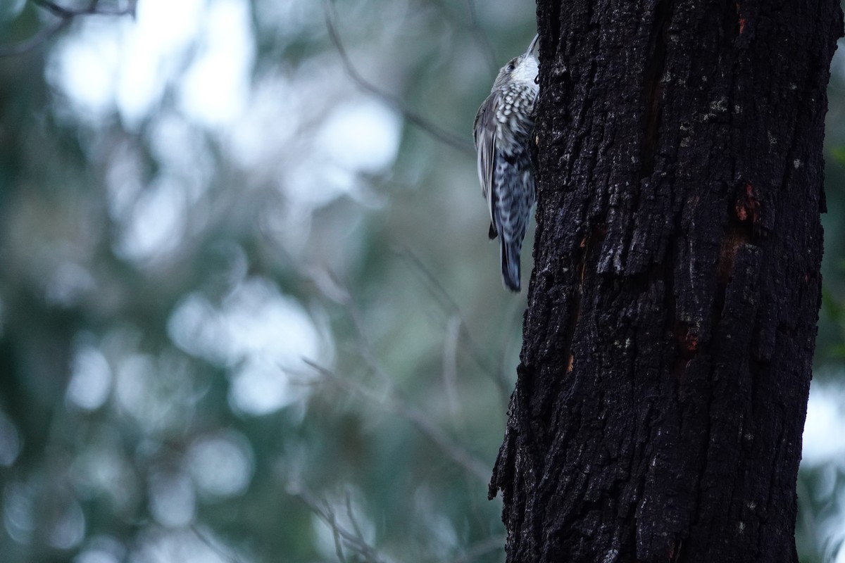 Weißkehl-Baumrutscher - ML644452159