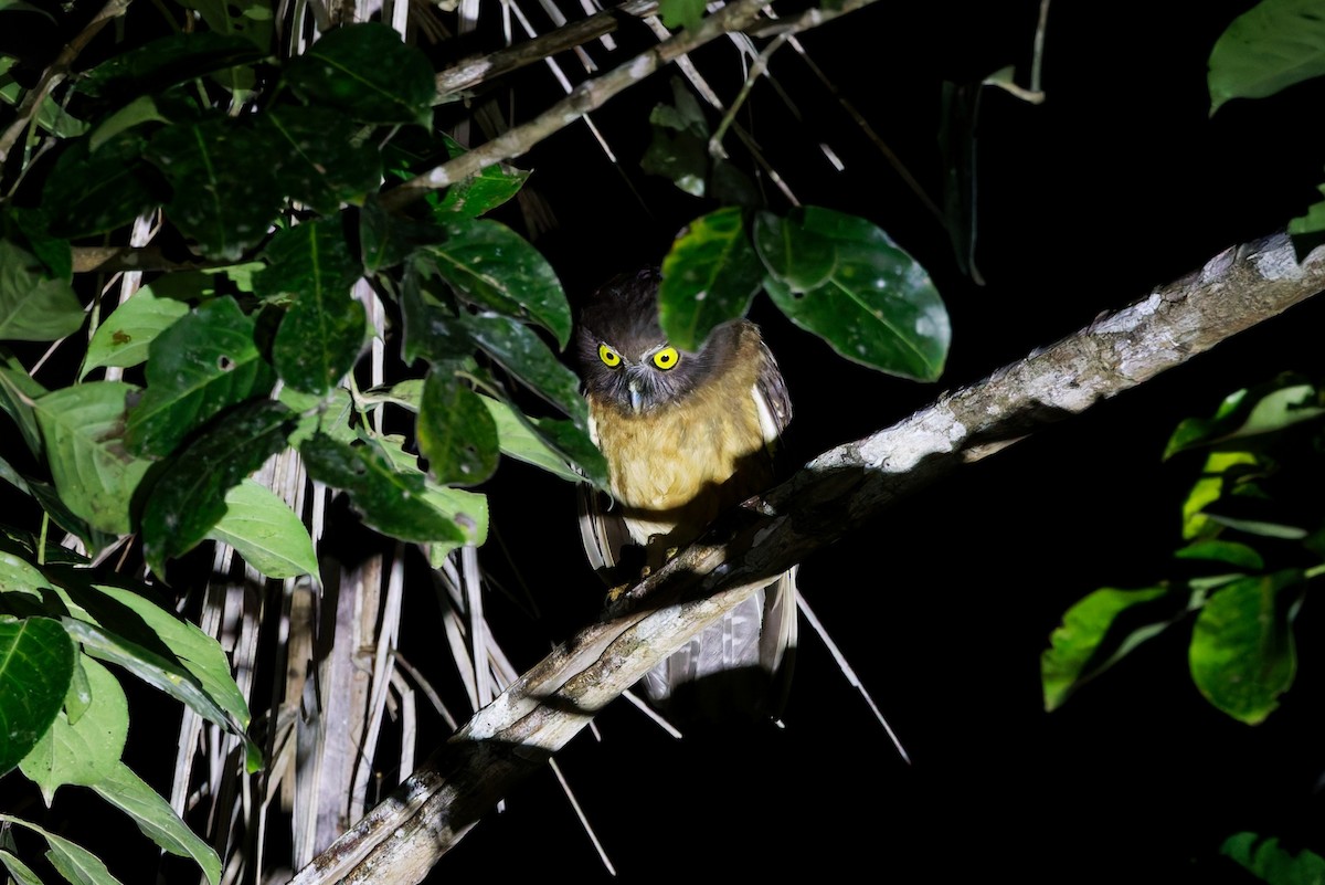 Ochre-bellied Boobook - ML644452160