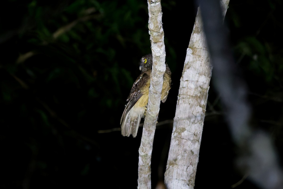 Ochre-bellied Boobook - ML644452162