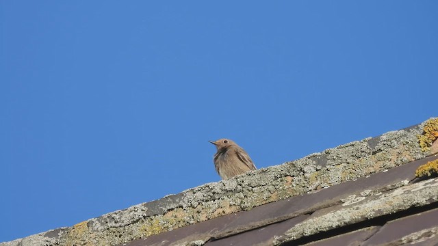 Rougequeue noir - ML644452163