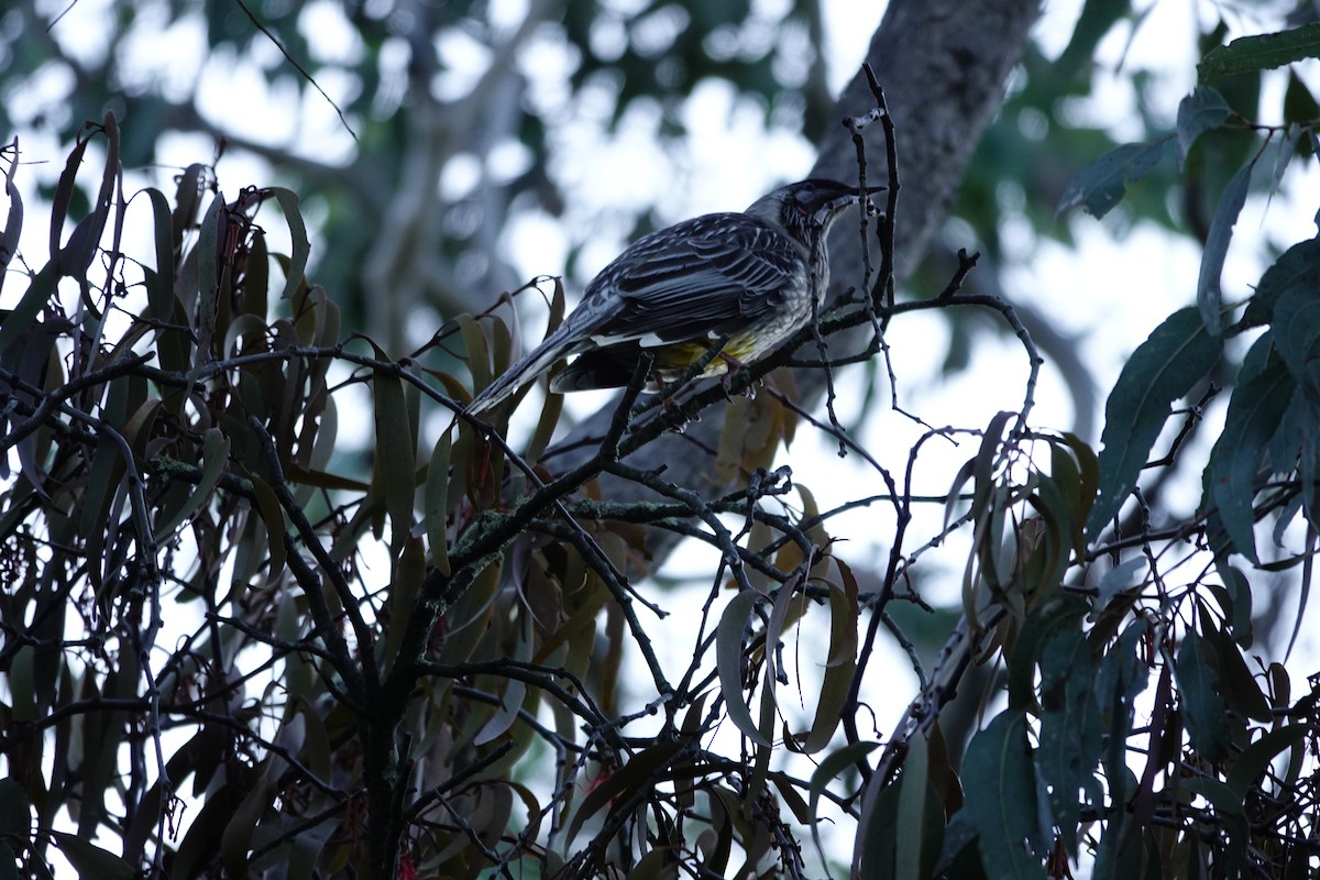 Rotlappen-Honigfresser - ML644452168