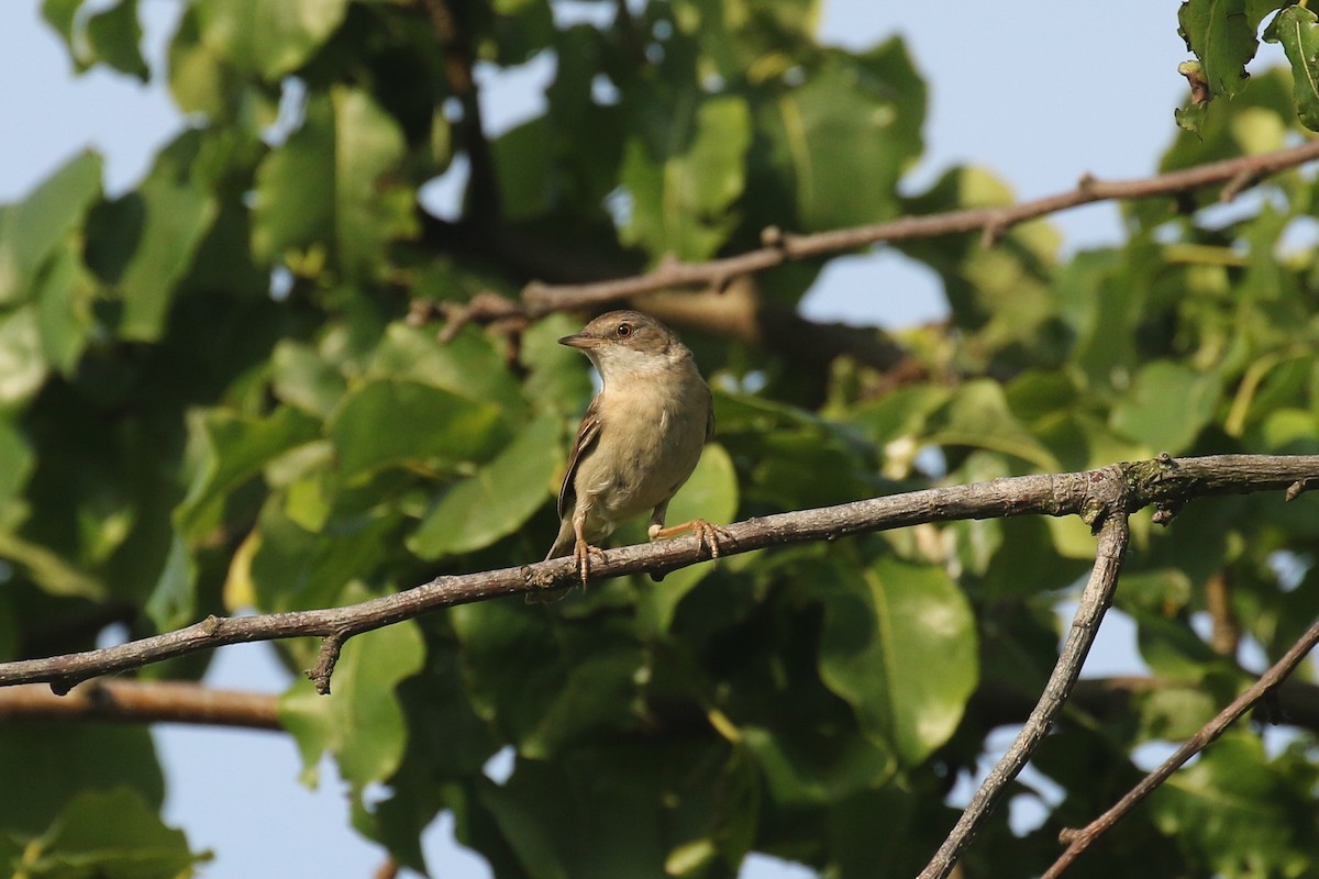 Шөвгөр зэржгэнэ - ML644452182