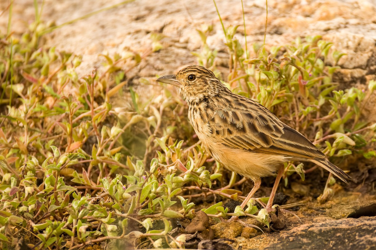 ghatslerke - ML644452183