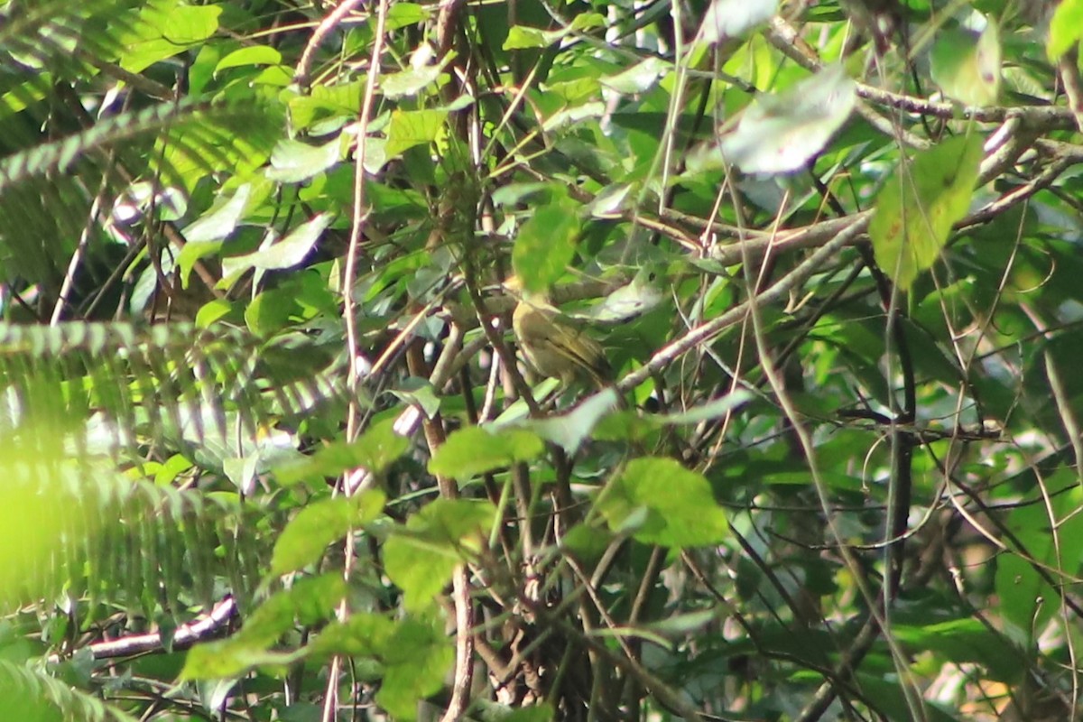 Méliphage de Viti Levu - ML644452184