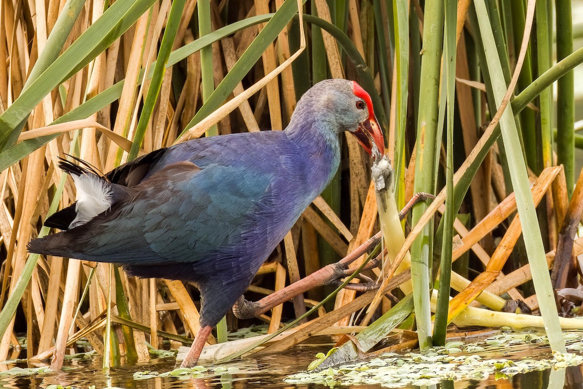 Uroilo urdin burugrisa - ML644452186