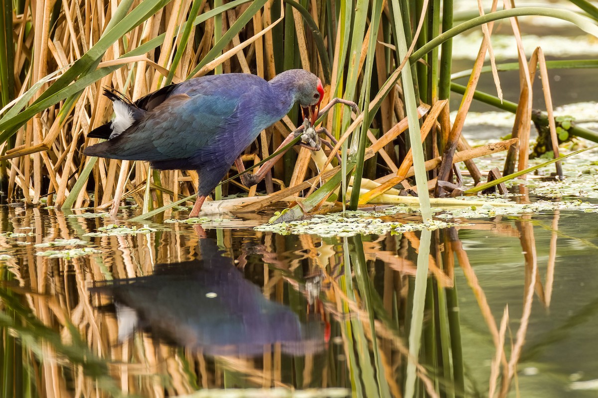 Uroilo urdin burugrisa - ML644452187