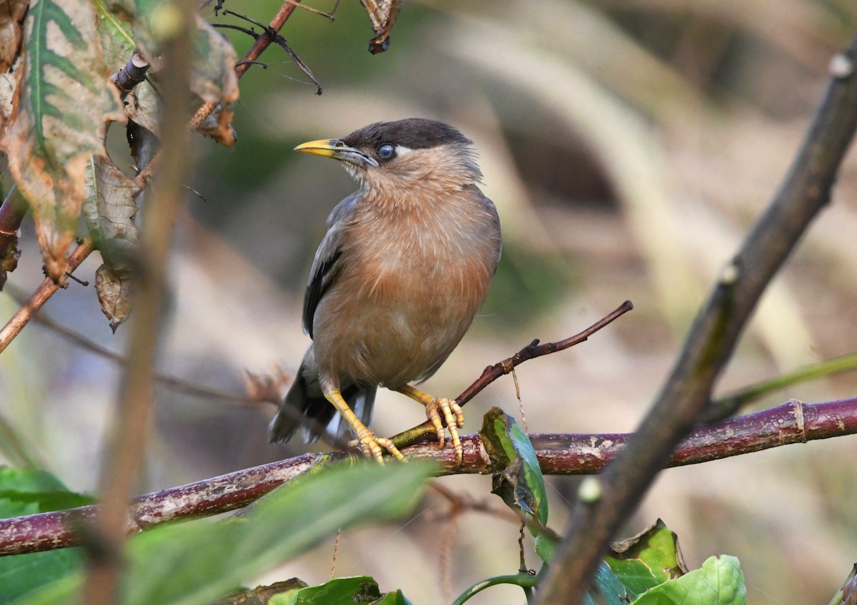 Brahminy Starling - ML644452201