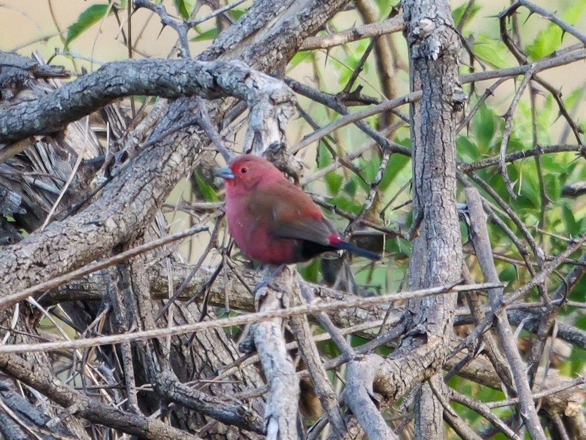 Rosenamarant - ML644452211