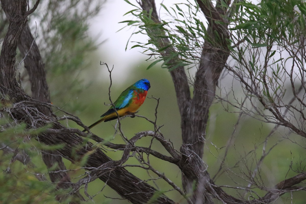 ヒムネキキョウインコ - ML644452214